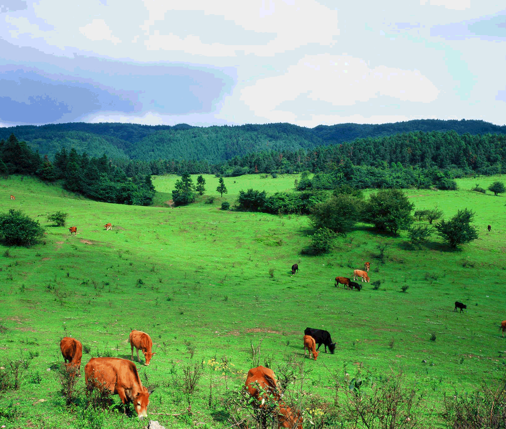 融合教育實(shí)踐系列